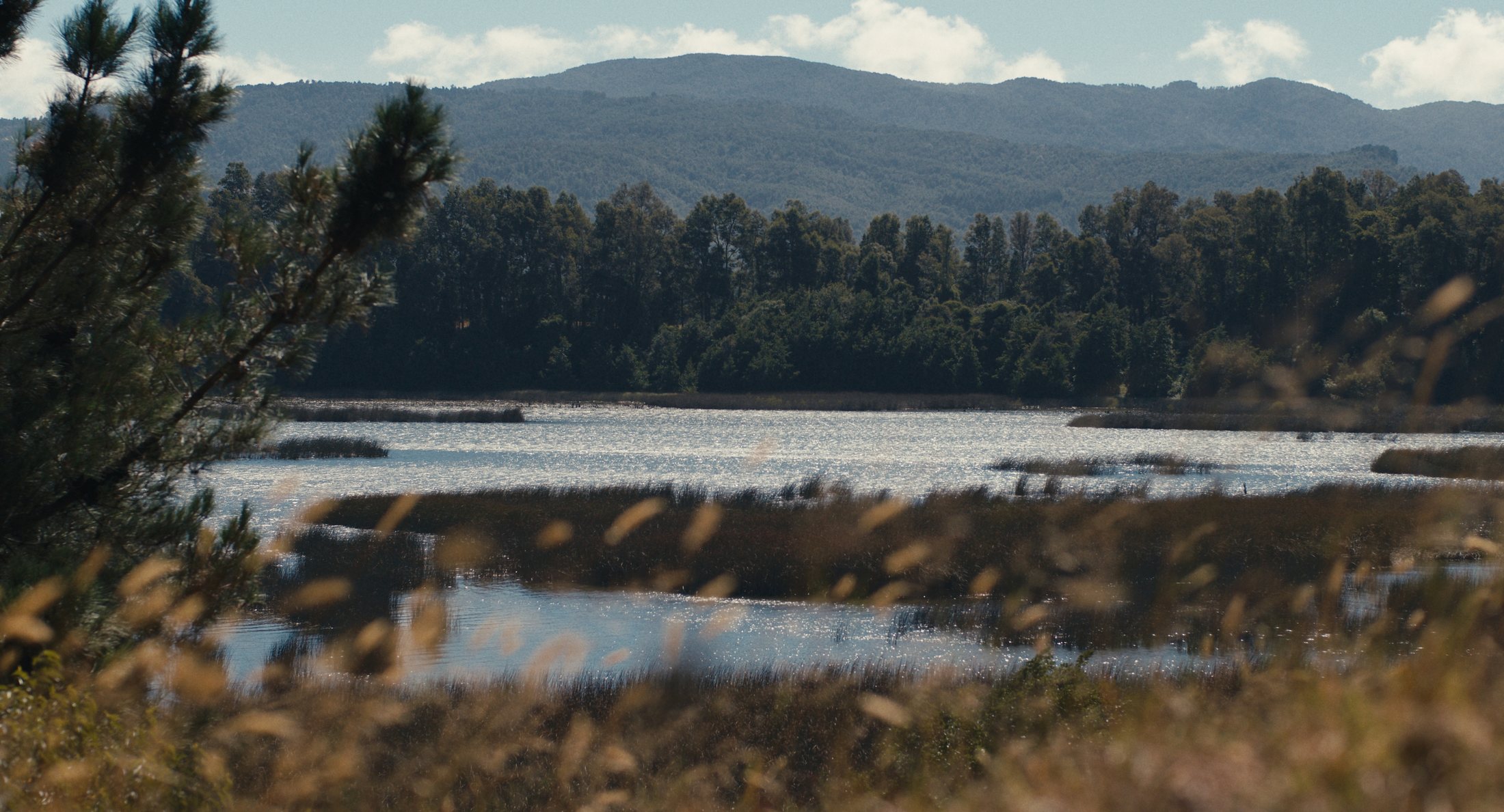 Wetland ecology at Black Swan near Valdivia, Chile